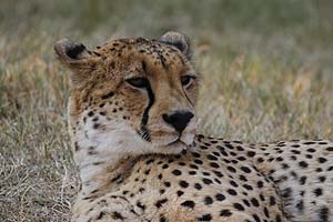 Cheetah Resting