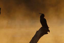 Darter Silhouette