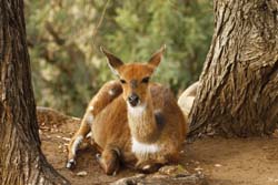 Bushbuck