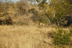 Lions on the bush walk