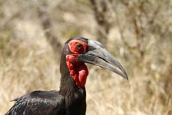 Ground Hornbill