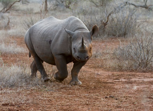 Black Rhino (1)