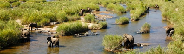 Elephant River Crossing