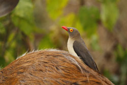 Oxpecker