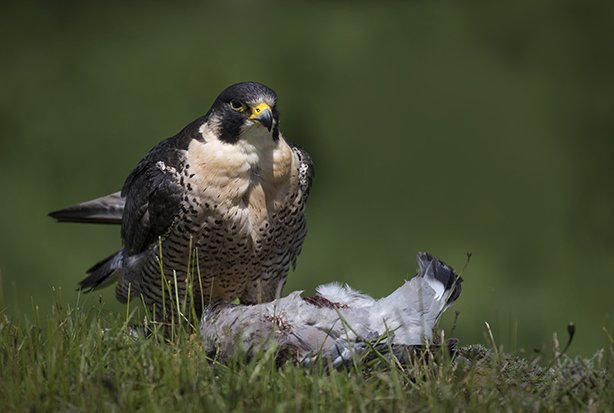 Peregrine Falcon (1)