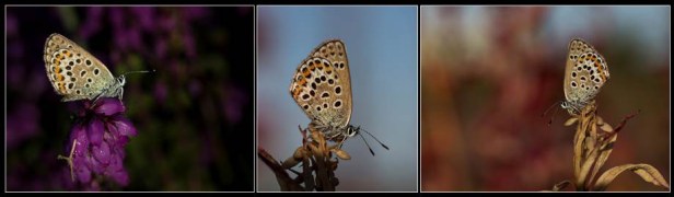 Silver Studded Blue Panel