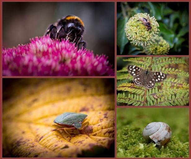 Bugs & Butterflies Panel