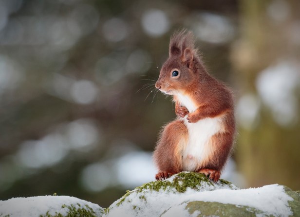 Red Squirrel in Snow