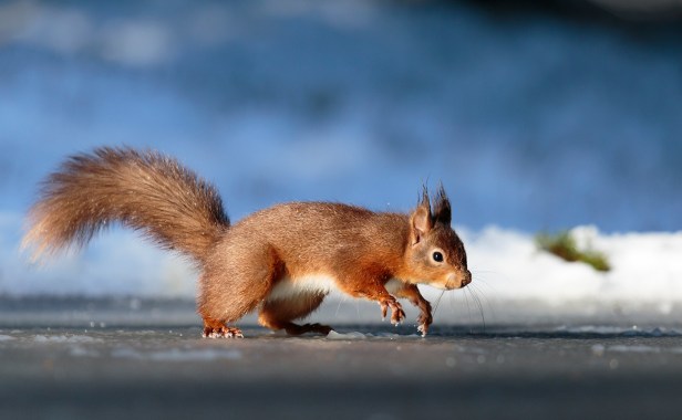 Skating on Thin Ice - Red Squirrel