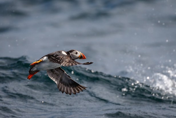 Puffin Airborne