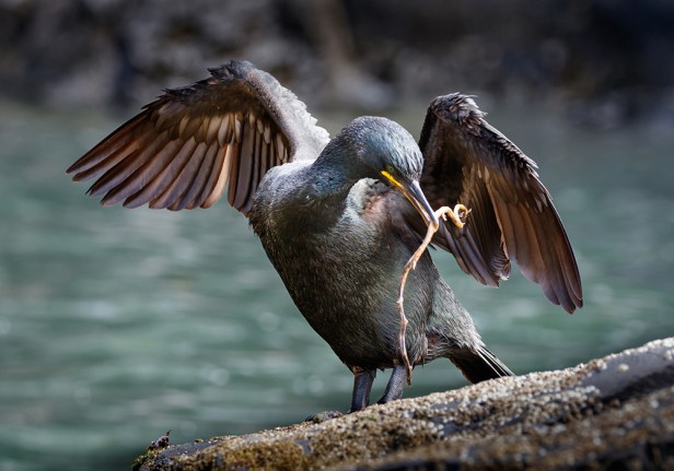 Shag with Nesting Material