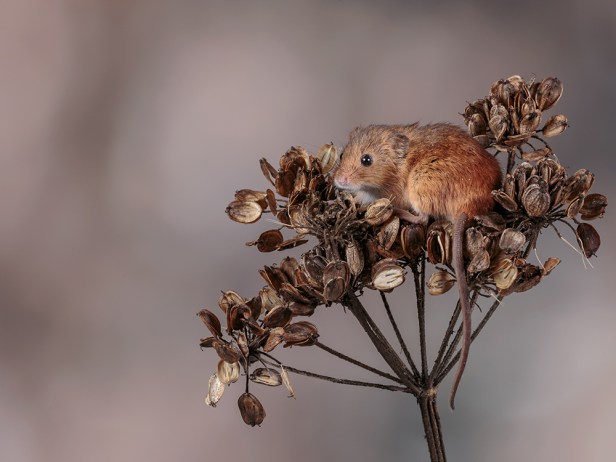 Harvest Mouse on Flower Head (1) web