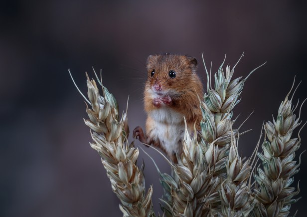 Harvest Mouse on Wheat (1) web