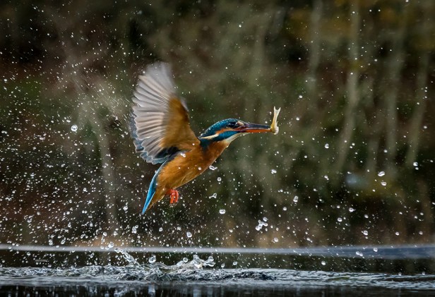 Kingfisher (1)