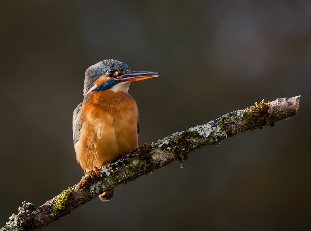 Kingfisher (2)