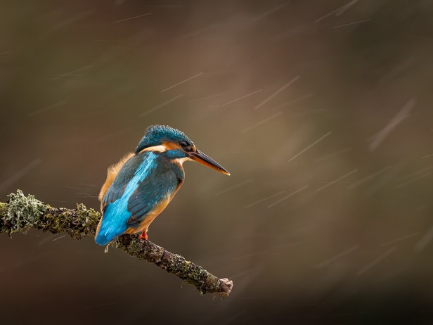 Kingfisher (3)