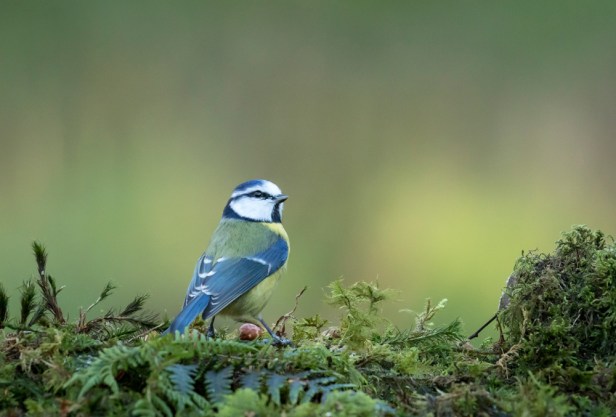Blue Tit