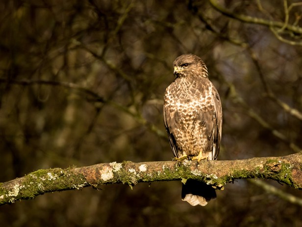 Buzzard