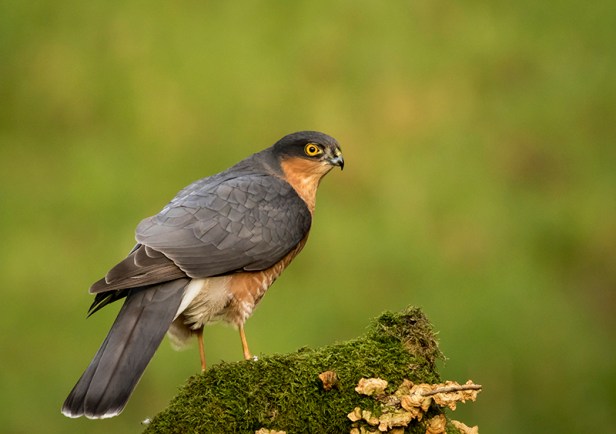 Sparrowhawk (male)
