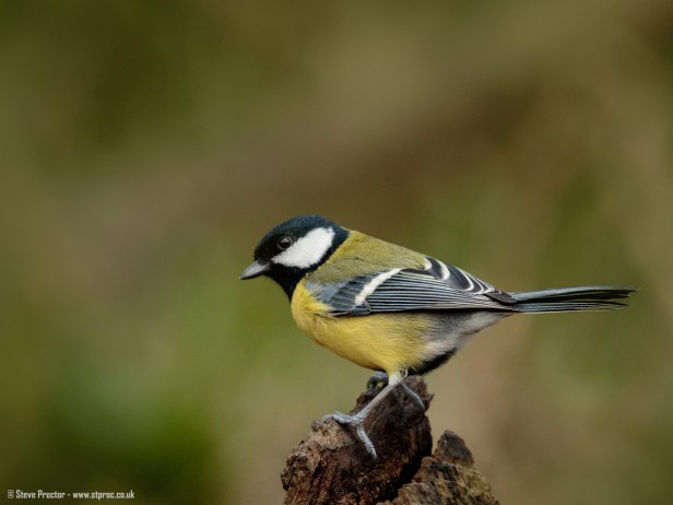Blue Tit (2)