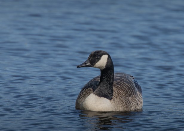 Canada Goose (2) (web)