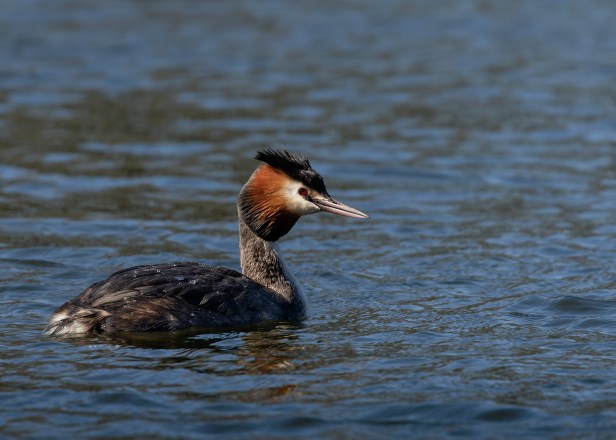 Great Crested Grebe (2) (web)