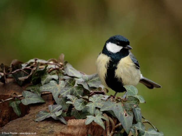 Great Tit