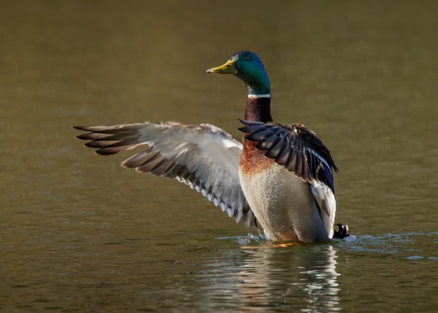 Mallard Male (3) (web)