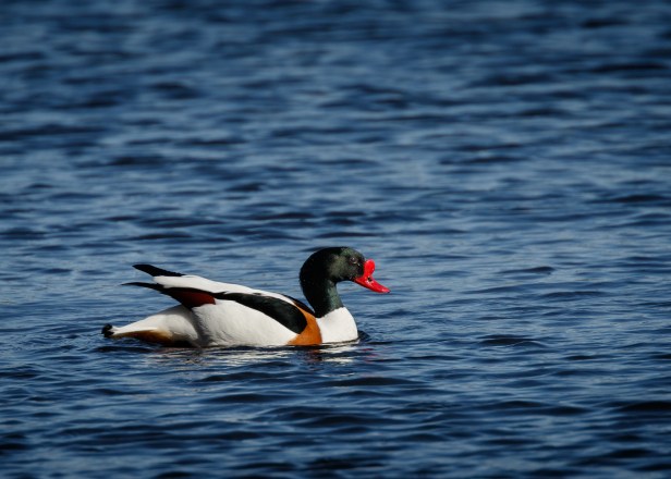 Shelduck (web)