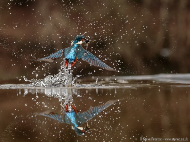 Kingfisher Emerging with Catch