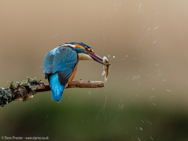 Kingfisher Stunning the Catch