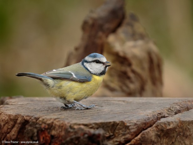 Blue Tit (1)