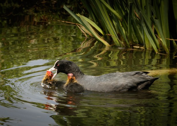 Coot Aggression to Chick