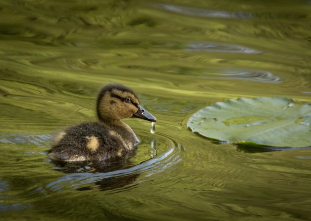 Mallard Chick