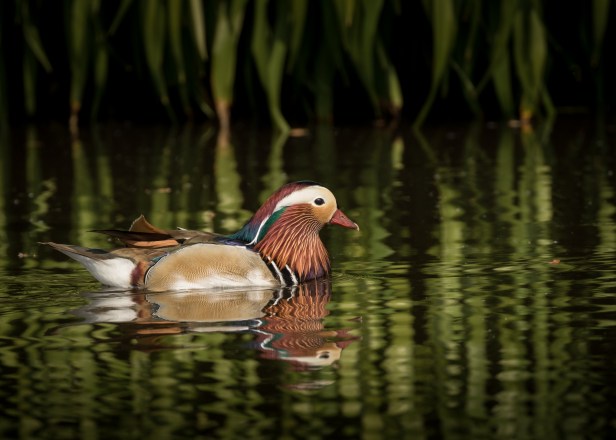 Mandarin Drake