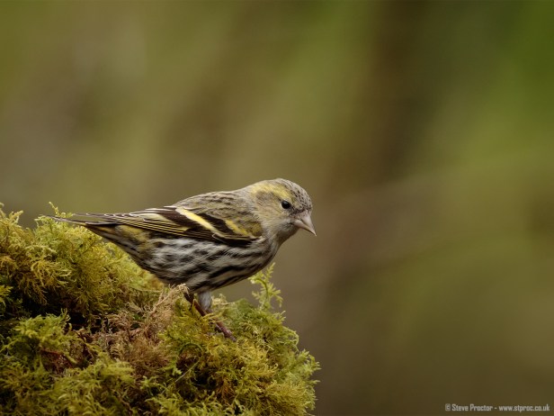 Siskin