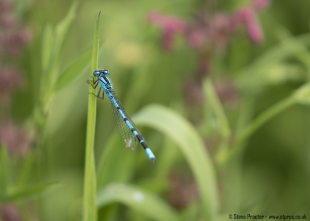 Common Blue Damselfly (web)