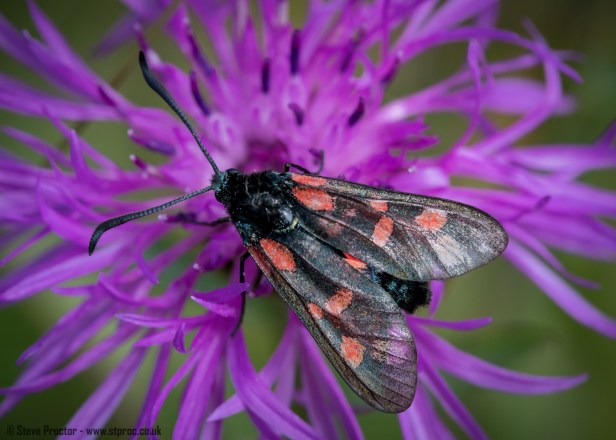 Five-Spot Burnet Moth (web)