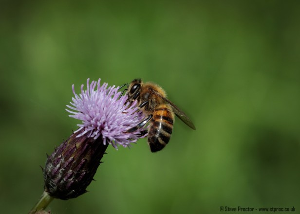 Western Honey Bee (web)