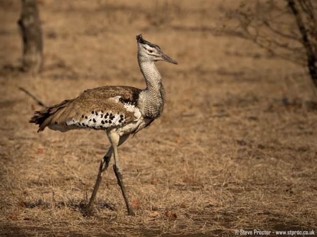 7D2_18281 - Kori Bustard