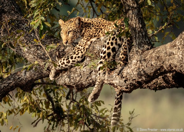 7D2_19546 - Leopard in a Tree