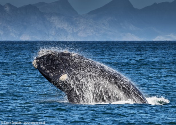 7D2_20105 - Southern Right Whale