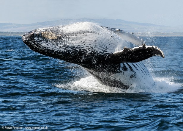 7D2_20200 - Humpback Whale Breaching