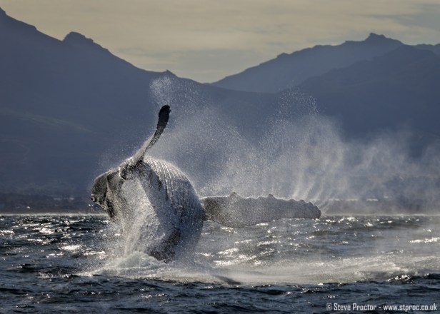 7D2_20249 - Humpback Whale