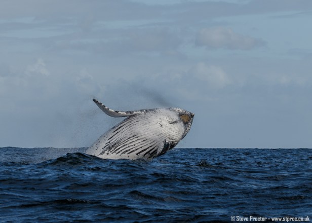 7D2_20293 - Humpback Whale