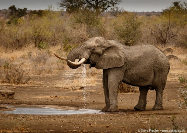 Elephant Drinking at Waterhole