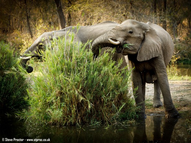 Elephants at Lake Panic