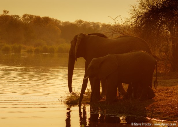 Elephants Drinking at Sunrise