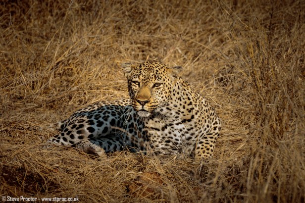 Leopard Warming in the Early Sun (1)