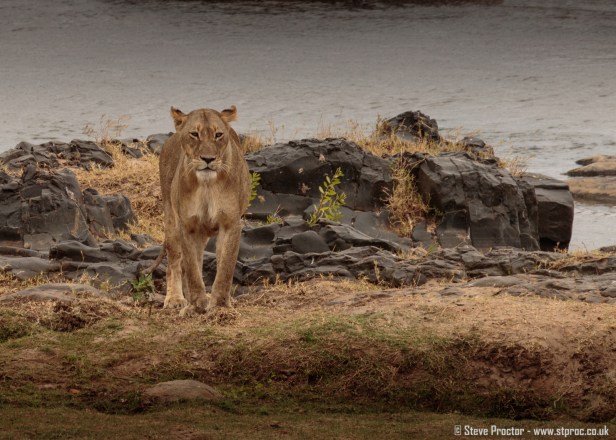 Lioness on Riverbank